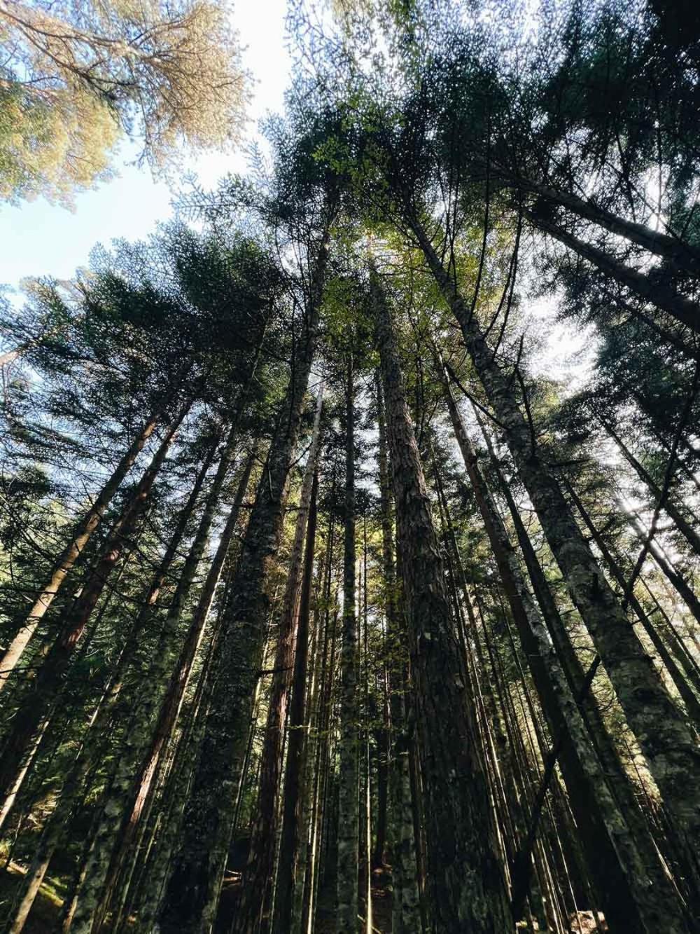 Ala Glamping Otel Ilica  Dış mekan fotoğraf